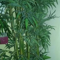 Desser Pedmi - JIM CARREY (Prod. DYL)