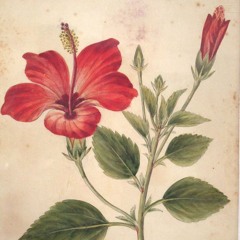 hibiscus (garage demo - instrumental)