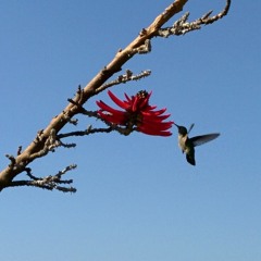 daily birds