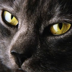 La Valse Du Chat Noir