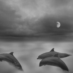 Ode to the  Dolphins