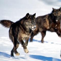 "Wolves" COVERED BY MIKEY K.