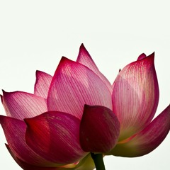 أَرِح نَفسَك بِالتوبَة | الشيخ وســيم يــوسف .