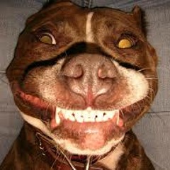 MC Rick BH - Pique Pitbull ( ACAPELLA )