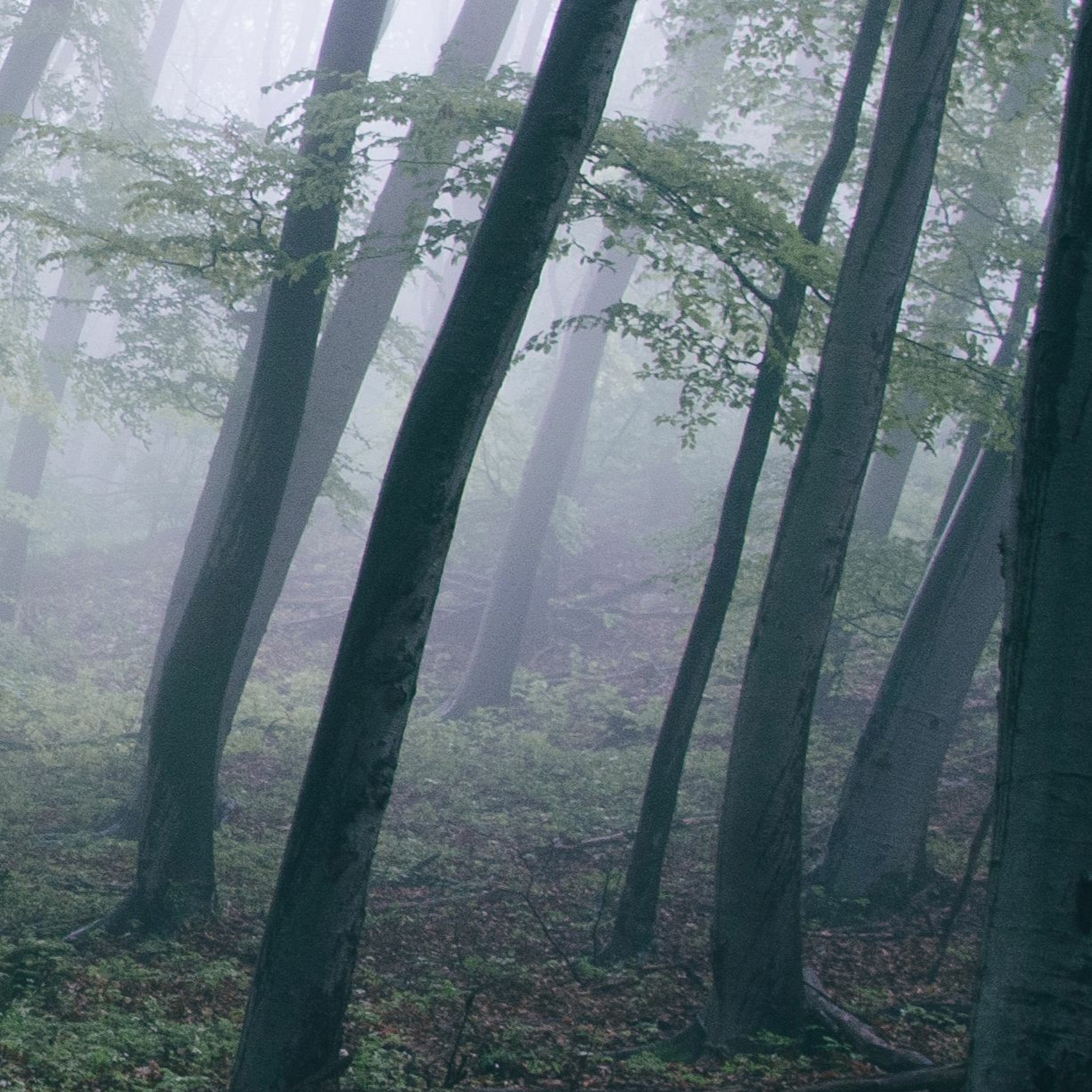 treble defeat - forest episode artwork