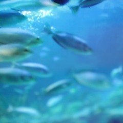 Sherman Marks - Akvarium (produced by f.coin)