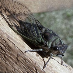 Lonesome Cicada