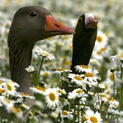 Blackducks on Parade