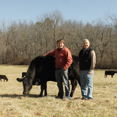 Local Farmers Join Forces to Raise Grassfed Beef