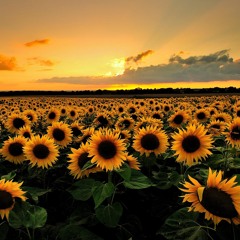 SunFlowersForTheMorning '15
