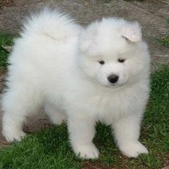 けむくじゃらの犬