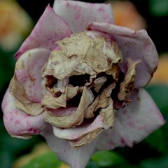 Not fade away 3-25-16_9