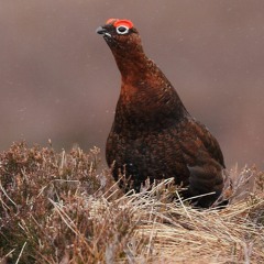 Red Grouse At Dawn (2)