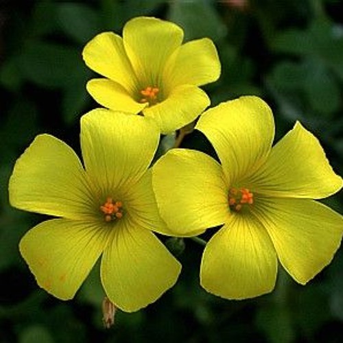 Plantita De Aleli