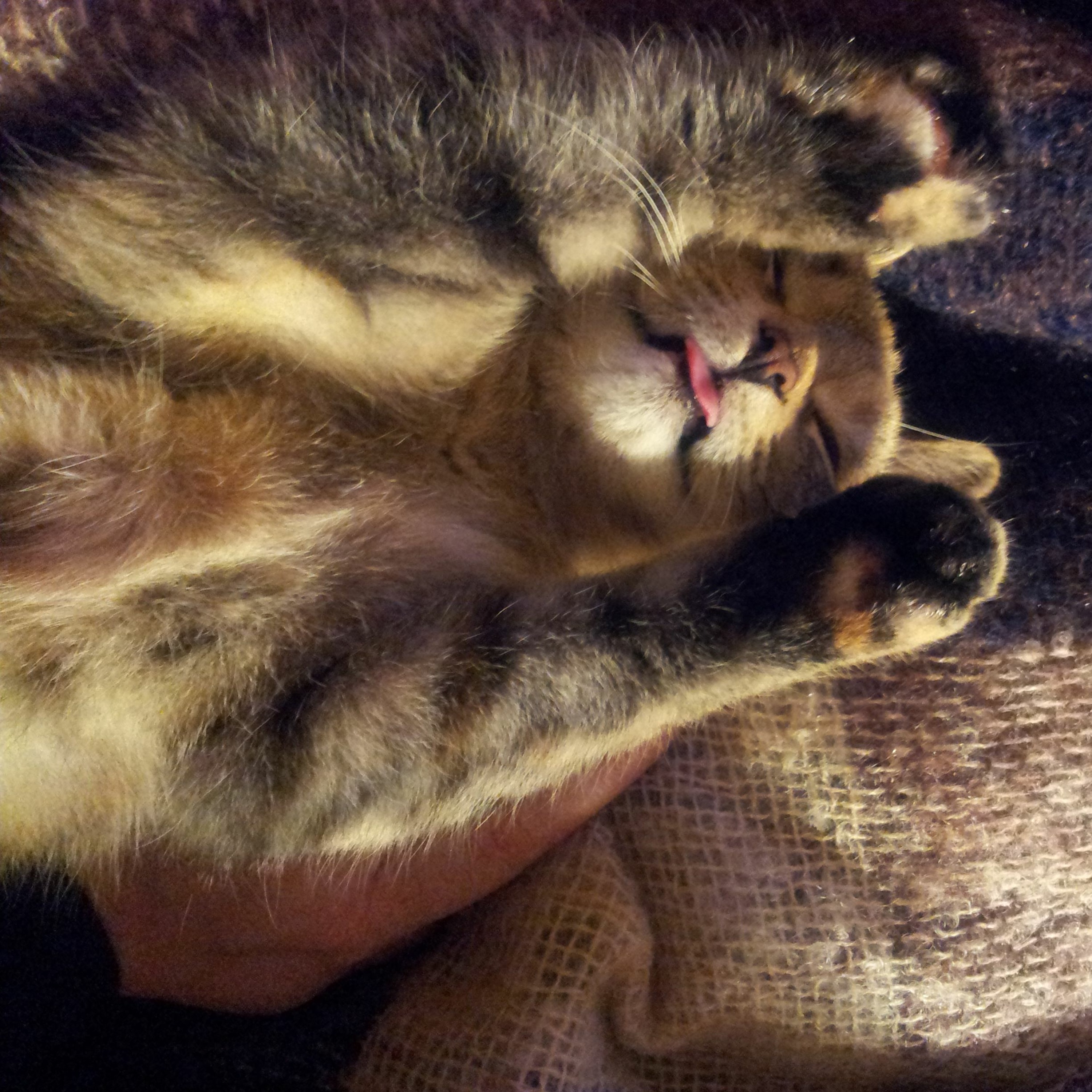 Goodnight Gracie