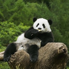 Mr.16 - Panda {freestyle}