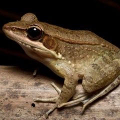Australian Wood Frog - Hylarana daemeli