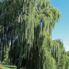 The Willow Tree by Chris Goldston