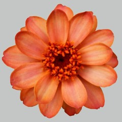 Flowering Machine Guns