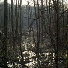 Mostek - Radomka - 28 - 03 - 2016 - At the source of the river Radomka