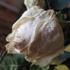 Sky w Michael Manring (Bass)  & Kathryn Keats (Vocal)