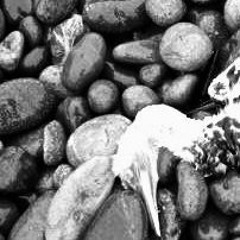 Maudis Sois-Tu ! Ô Pélican Des Abysses - Do Majeur Peinture Fraîche