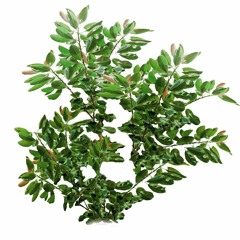 â quoi réve un jeune fille