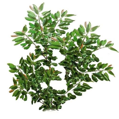 â quoi réve un jeune fille