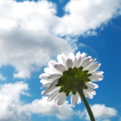 Liu Ye - 花中雲 New Demo 85