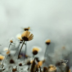 Contemporary Classical