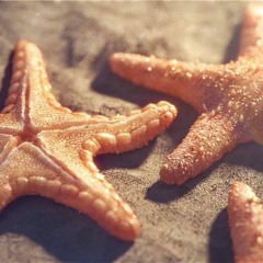 Starfish (preview)