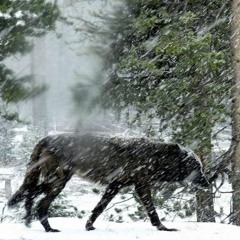 11. The Sun Dont Shine - The Roobs