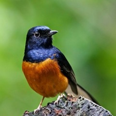Kicau Burung Murai Batu