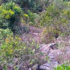 KK05466455 A Rock Beneath The 312m Mount Next To The Horses' Road 馬的馬路旁的312小山下的石頭