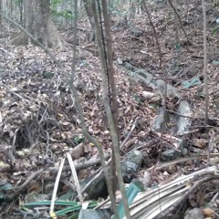 KK05896498 The Vanished Forest Track (from Map) (地圖上)消失的叢林小路