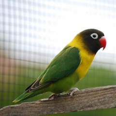 Kicau Lovebird Ngekek Panjang