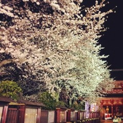 Hanami Set - 3/31/2016