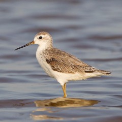 The Shadow of your Smile - Theme from The Sandpiper