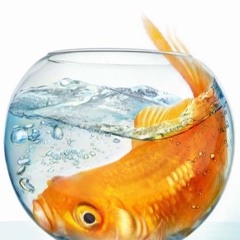 Trigga Tre - Big Fish Small Pond