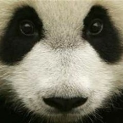 Panda (FREESTYLE) Ft SimmyDaRapper