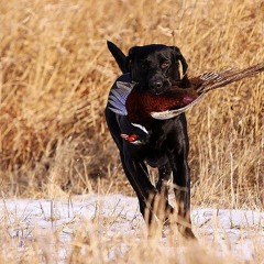 The Best That It Can Get