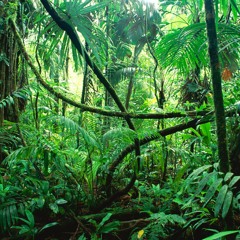 nightcore in the jungle