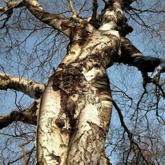 They were in my head