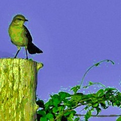 El cenzontle no tiene a donde ir