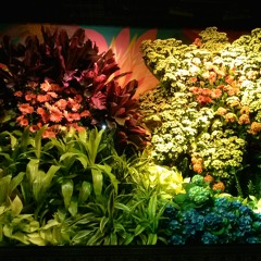 Labrea & D-Haze - Looking Back