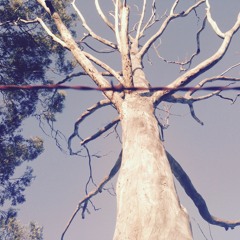 Madrugada Longa,manhã Fria