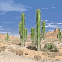 Cactus
