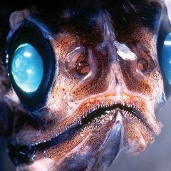 DroneHead - Latimeria