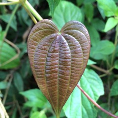 todo el mundo necesita amor