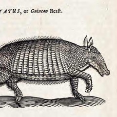 Franciscus De Flegmatieke Armadillo